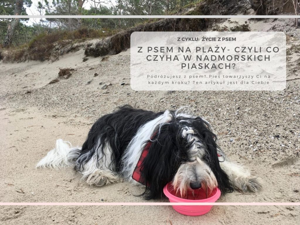 polski owczarek nizinny z psem na plazy OkiemMaleny.pl